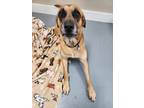 Adopt Boon a Tan/Yellow/Fawn Mountain Cur / Mixed dog in Hawk Point