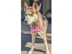 Adopt Bombshell - a Brown/Chocolate Husky / Mixed Breed (Medium) / Mixed (short