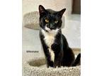 Adopt Milkshake a Black & White or Tuxedo Domestic Shorthair / Mixed cat in St.