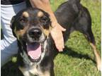 Adopt Spock 24 a Hound (Unknown Type) / Mixed Breed (Medium) / Mixed dog in