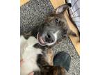Adopt Quest a Brindle Mastiff / Mixed Breed (Medium) / Mixed (short coat) dog in