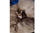Adopt Moose a Brown Tabby Abyssinian (short coat) cat in Winston-Salem