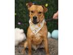 Adopt James a Brown/Chocolate Staffordshire Bull Terrier / Terrier (Unknown