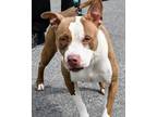 Adopt Diamond fka Hope a Brown/Chocolate Mixed Breed (Small) / Mixed Breed