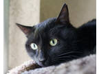 Adopt Evan a All Black Domestic Shorthair / Mixed Breed (Medium) / Mixed (short