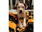 Adopt Ellie a Brown/Chocolate American Pit Bull Terrier dog in Grand Rapids