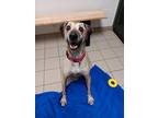 Adopt Benny a Tan/Yellow/Fawn Mixed Breed (Medium) / Mixed Breed (Medium) /