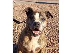 Adopt King a Brindle Boxer / American Pit Bull Terrier / Mixed (short coat) dog