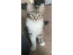 Adopt O'Malley a Brown Tabby Domestic Longhair / Mixed Breed (Medium) / Mixed