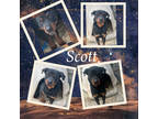 Adopt Scott a Black Rottweiler / Mixed Breed (Medium) / Mixed (short coat) dog