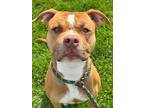 Adopt TK a Brindle American Pit Bull Terrier / Mixed Breed (Medium) / Mixed