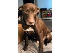 Adopt Gabe a Brown/Chocolate - with White Labrador Retriever / Terrier (Unknown
