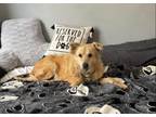 Adopt Cesar a Tan/Yellow/Fawn Golden Retriever / Shepherd (Unknown Type) / Mixed
