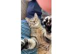 Adopt Potato a Brown Tabby Domestic Shorthair (short coat) cat in Inman
