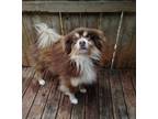 Adopt Juno a Brown/Chocolate - with White American Eskimo Dog / Pomeranian /