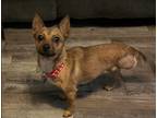 Adopt Meg a Brown/Chocolate - with Tan Australian Cattle Dog / Mixed dog in