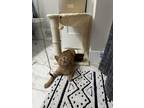 Adopt Uno a Orange or Red Tabby Domestic Shorthair (short coat) cat in Inman