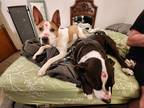 Adopt Julep a White - with Tan, Yellow or Fawn Australian Cattle Dog / Pit Bull