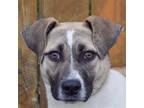 Adopt Halo a White - with Tan, Yellow or Fawn Sheltie, Shetland Sheepdog /