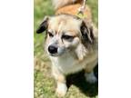 Adopt Morty a Tricolor (Tan/Brown & Black & White) Dachshund / Pomeranian /