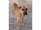 Adopt Callie a Red/Golden/Orange/Chestnut Boxer / Mastiff / Mixed dog in Fallon