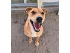 Adopt Big Guy a Tan/Yellow/Fawn Labrador Retriever / Border Collie / Mixed dog