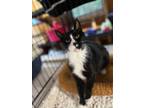 Adopt James Bond a Black & White or Tuxedo Domestic Shorthair / Mixed cat in