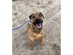 Adopt Diego a Red/Golden/Orange/Chestnut - with Black Pit Bull Terrier /