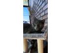 Adopt Mako a Gray or Blue (Mostly) Russian Blue cat in Pinson, AL (41123996)
