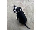 Adopt Alpha King WHISKEY a Black - with White Boston Terrier / Mixed dog in