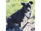 Adopt Diesel a Black - with White Labrador Retriever / Mixed dog in Fallon