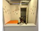 Adopt Luka a Gray/Silver/Salt & Pepper - with Black Staffordshire Bull Terrier /