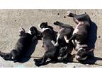 Adopt LUCKY PUPPY!!! a Black - with White Boston Terrier / Mixed dog in