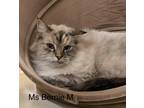 Adopt Ms Bernie M a Tortoiseshell Siamese (long coat) cat in Sacramento