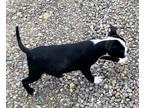 Adopt Puppy CHANCE Playful a Black - with White Boston Terrier / Mixed dog in