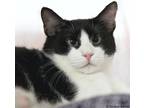 Adopt Bandito a Black & White or Tuxedo American Shorthair (short coat) cat in