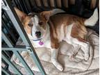 Adopt Rolly a Tan/Yellow/Fawn - with White Collie / Mixed dog in Denver