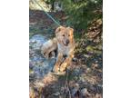 Adopt Duncan a Tan/Yellow/Fawn Golden Retriever / Labrador Retriever dog in