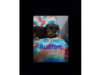 Adopt Austen a Tricolor (Tan/Brown & Black & White) Rottweiler / Mixed Breed