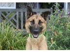 Adopt Sergio - PERFECTION! a Brown/Chocolate - with Black Belgian Malinois /