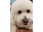 Adopt Ace a White Bichon Frise / Mixed dog in LAS VEGAS, NV (41122082)