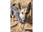 Adopt Athena a Black - with Tan, Yellow or Fawn German Shepherd Dog / Mixed dog