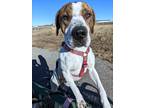 Adopt T-Rex a White - with Tan, Yellow or Fawn Pit Bull Terrier / Mastiff /