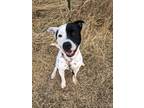 Adopt Stark a Black - with White Pit Bull Terrier / Mixed dog in Sheridan