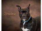 Adopt Shadow a Black - with White Pit Bull Terrier / Mixed dog in Somerset