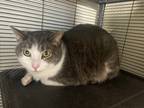 Adopt Joey a Gray or Blue Domestic Shorthair / Mixed Breed (Medium) / Mixed