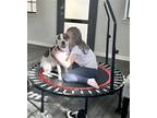 Adopt Evie a White - with Brown or Chocolate Jack Russell Terrier / Mixed dog in