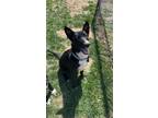 Adopt Spot a Black - with White Border Collie / Mixed Breed (Medium) / Mixed dog