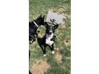 Adopt Blueberry a Black - with White Border Collie / Mixed Breed (Medium) /