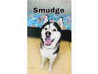 Adopt Smudge a Black Alaskan Klee Kai / Mixed Breed (Medium) / Mixed (short